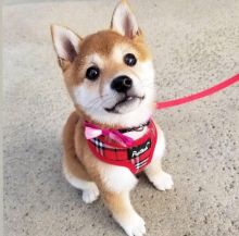 Ckc Shiba Inu Puppies Available Email at us [ jessywalters2017@gmail.com ]