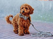Ckc Toy poodle Puppies Email at us [ jessywalters2017@gmail.com ]