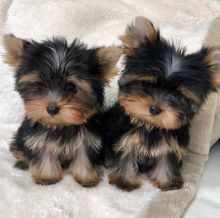 Ckc Yorkie Puppies Email at us [jessywalters2017@gmail.com ]