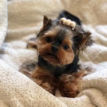 Ckc Yorkie Puppies Email at us [jessywalters2017@gmail.com ]