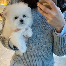 Enchanting Ckc Teacup Bichon Frise Puppies Email at us [ jessywalters2017@gmail.com ]