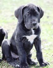 Energetic Ckc Great Dane Puppies Available For Adoption