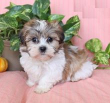 Malshi puppies, (boy and girl)