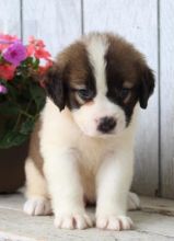 Saint Bernard puppies for adoption