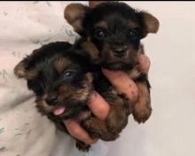 Tiny TeaCup and Toy-Size Yorkie Puppies