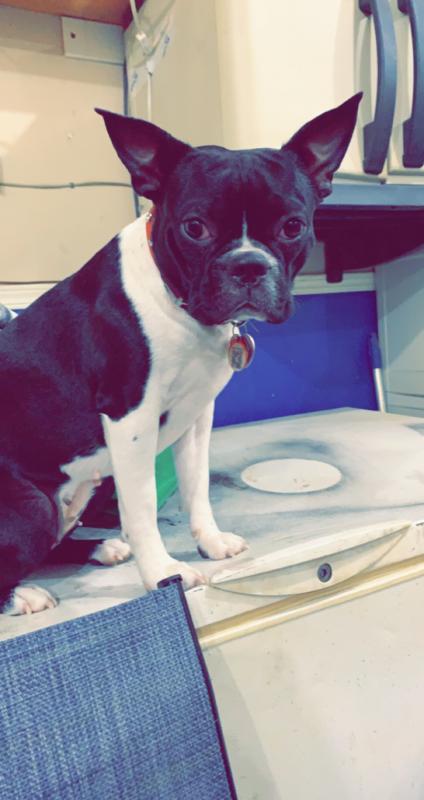 Boston terrier playmate Image eClassifieds4u