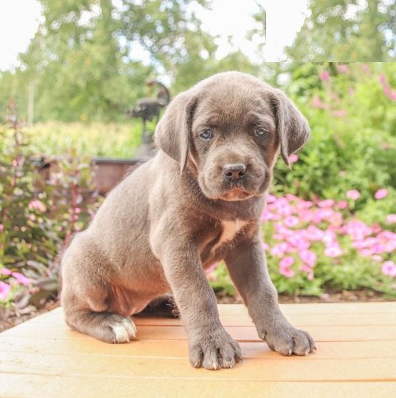 Cane Corso,2 left. Image eClassifieds4u