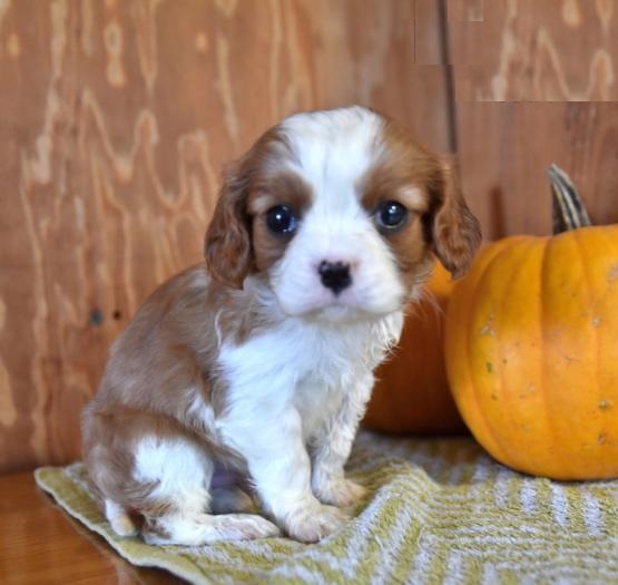 CBCA Cavalier King Charles Spaniel puppies Image eClassifieds4u