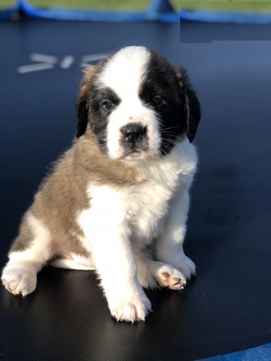 CBCA Saint Bernard puppies Image eClassifieds4u