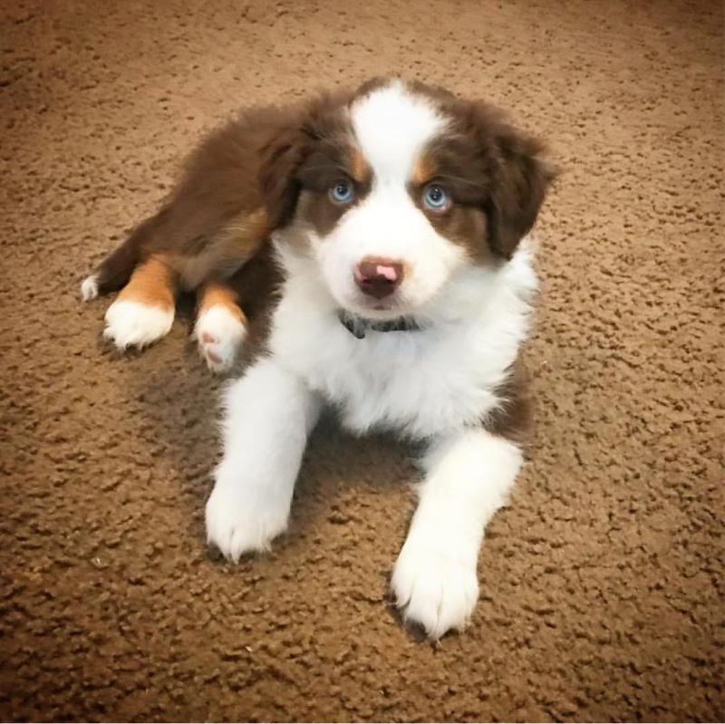 Ckc Australian Shepherd Puppies Email at us [ jessywalters2017@gmail.com ] Image eClassifieds4u