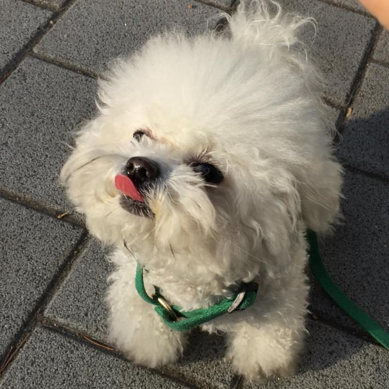 Ckc Bichon Frise Puppies Email at us [jessywalters2017@gmail.com ] Image eClassifieds4u