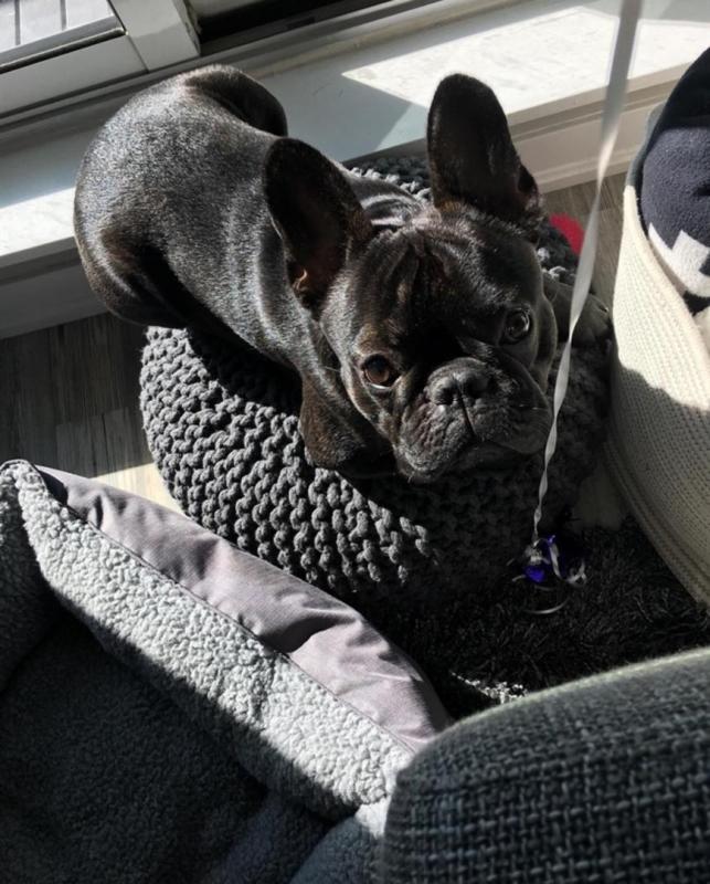 Ckc French Bulldog Puppies Email at us [ jessywalters2017@gmail.com ] Image eClassifieds4u