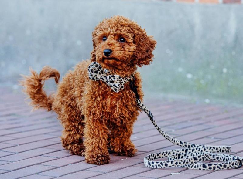 Ckc Toy poodle Puppies Email at us [ jessywalters2017@gmail.com ] Image eClassifieds4u