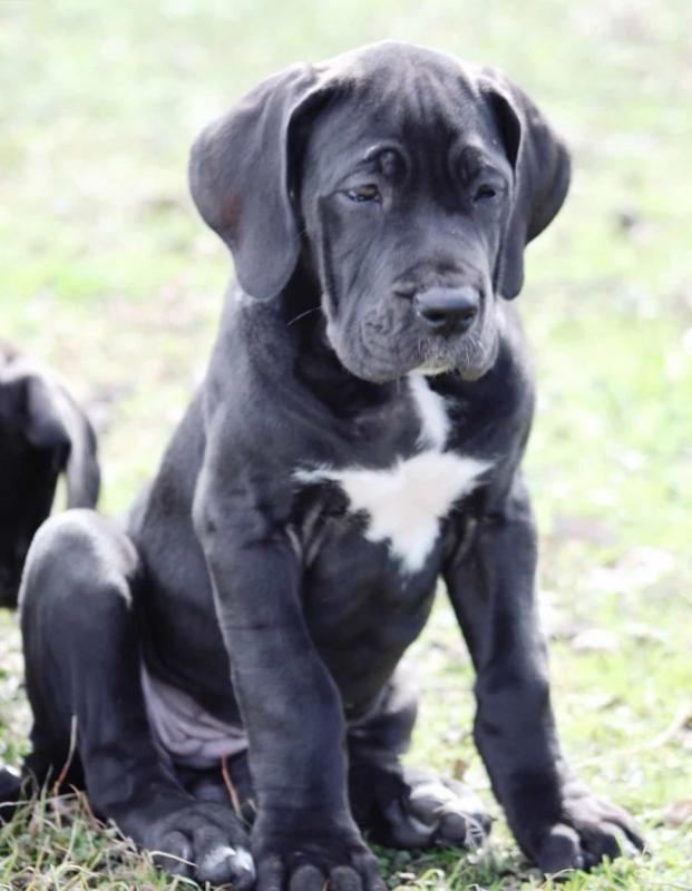 Energetic Ckc Great Dane Puppies Available For Adoption Image eClassifieds4u