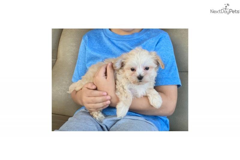 Fantastic Ckc Maltipoo Puppies For Adoption Email at us [ jessywalters2017@gmail.com ] Image eClassifieds4u