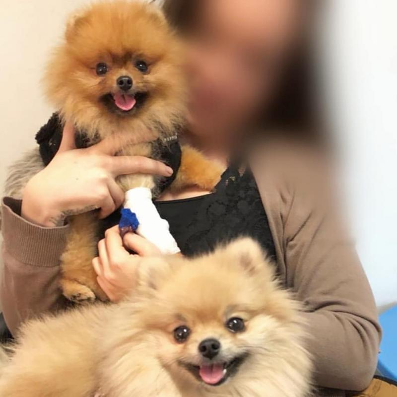 Fantastic Ckc Pomeranian Puppies Email at us [ jessywalters2017@gmail.com ] Image eClassifieds4u