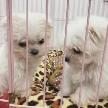 Ckc Maltese Puppies Email at us [jessywalters2017@gmail.com] Image eClassifieds4U