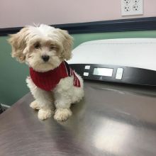 Remarkable Ckc Shih Tzu Puppies Email at us [jessywalters2017@gmail.com ] Image eClassifieds4U