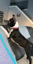 Boston terrier playmate Image eClassifieds4u 3