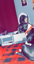 Boston terrier playmate Image eClassifieds4u 2