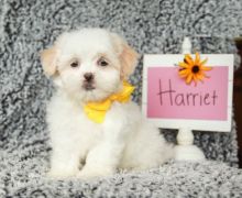 CBCA Malshi puppies Image eClassifieds4U