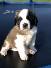 CBCA Saint Bernard puppies Image eClassifieds4U