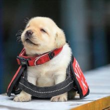 Ckc Golden Retriever Puppies For Ckc Email at us [ jessywalters2017@gmail.com ] Image eClassifieds4U
