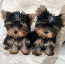 Ckc Yorkie Puppies Email at us [jessywalters2017@gmail.com ] Image eClassifieds4U