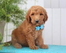 Goldendoodle puppies, (boy and girl) Image eClassifieds4U