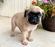 Pug puppies Image eClassifieds4U