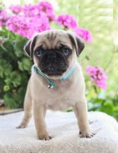 Pugs,2 left. Image eClassifieds4U