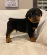 Rottweiler puppies Image eClassifieds4U