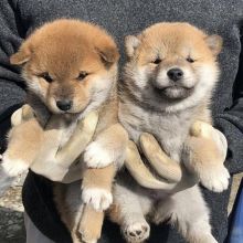 Smart Ckc Shiba Inu Email at us [jessywalters2017@gmail.com ] Image eClassifieds4U