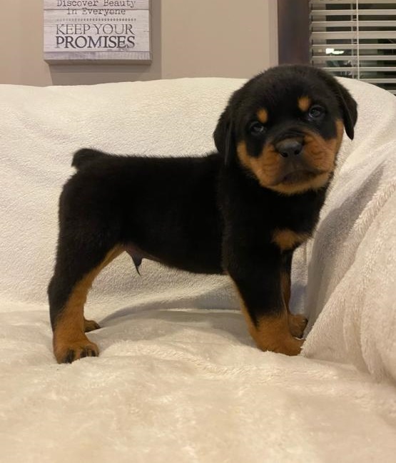 Rottweiler puppies Image eClassifieds4u