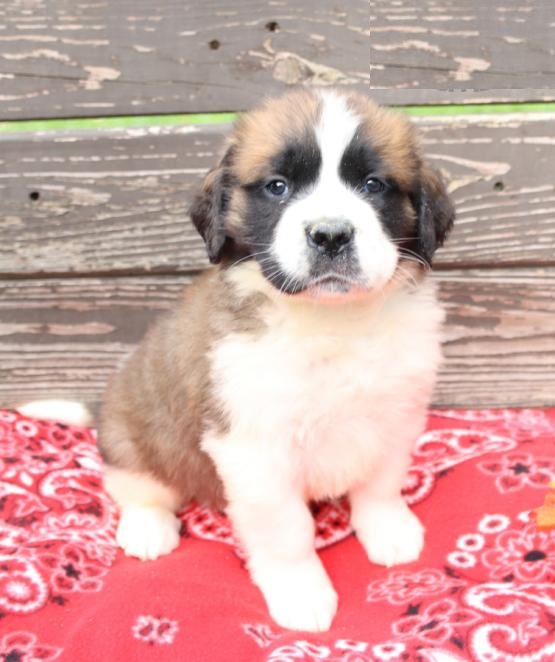 Saint Bernard puppies, (boy and girl) Image eClassifieds4u
