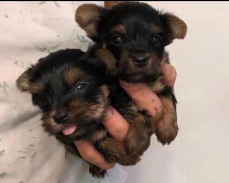 Tiny TeaCup and Toy-Size Yorkie Puppies Image eClassifieds4u