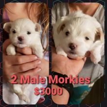 2-Male Morkies