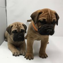 4 Top quality Bullmastiff puppies For sale