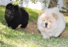 Charming Chow Chow Puppies For Adoption