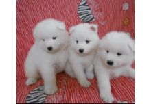 Gorgeous male and female Samoyed puppies