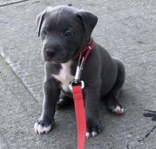 Healthy Registered Blue nose pitbull puppies