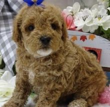 Kind Hearted Toy Poodle puppies