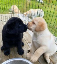 Labrador Puppies for sale