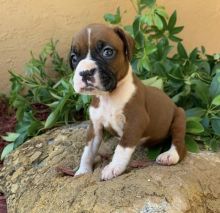 Purebred Boxer puppies for adoption