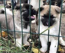 Remarkable Akita puppies for adoption