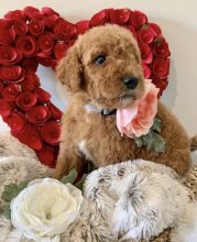 Super Pretty GOLDEN DOODLE Puppies For Adoption