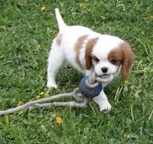 Sweet Cavalier King Charles puppies for adoption