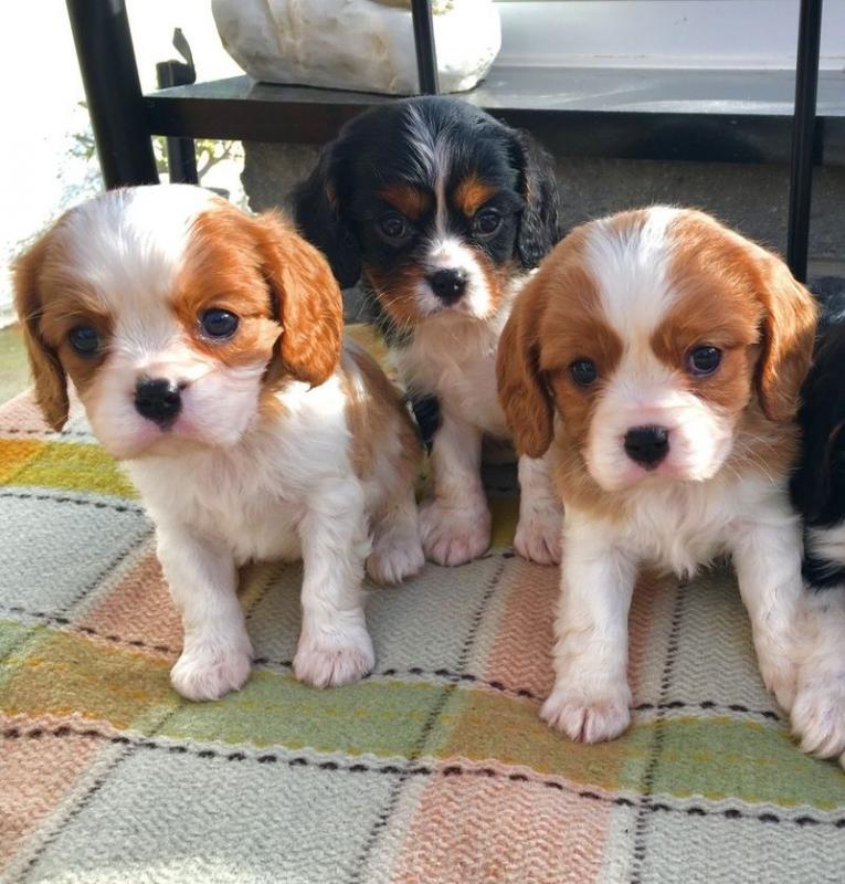 Cavalier King Charles puppies Image eClassifieds4u