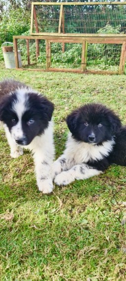 Excellent Newfoundland puppies for adoption Image eClassifieds4u