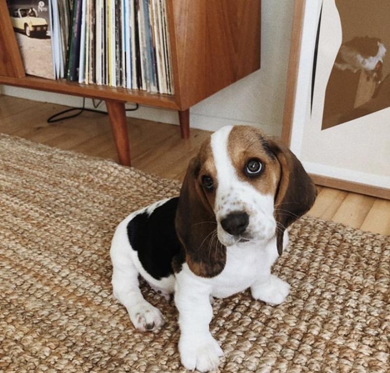 Fabulous Basset Hound puppies for adoption Image eClassifieds4u